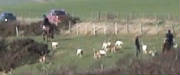 Cattistockhuntingalongsideroad3-3-12.jpg