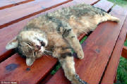 CorpseofMoppetkilledbyhounds12-11.jpg