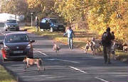 CotswoldValeFHhoundscausetrafficchaos11-11.jpg