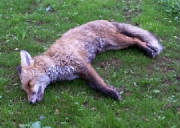 FoxkilledbyAxeValehounds16-12-11.jpg