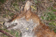 FoxkilledbyHuntinKent5-10-11.jpg