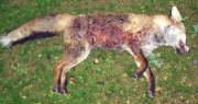 FoxkilledprobbyAxeValeFHonCillaLynchlandnrAxminsterBoxingDay2011.jpg