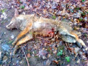 Kentfoxfoundbysabsafterjointmeet4-3-12.jpg