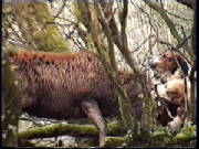 MarshBridgestagandhounds.jpg