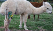 SavagedalpacaLouis28911.jpg