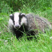 badgerHalstead.jpg