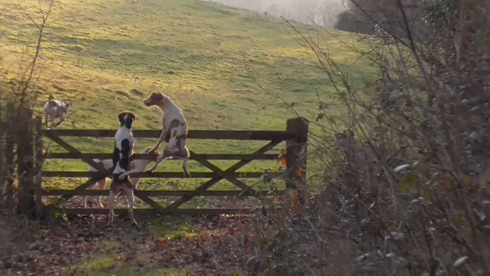 AshfordValleyFHClimbingframeforhounds18-2-17.jpg AshfordValleyFHClimbingframeforhounds18-2-17.jpg