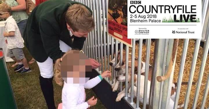 BBCCountryfileusedhoundpupsatshow8-18.jpg BBCCountryfileusedhoundpupsatshow8-18.jpg