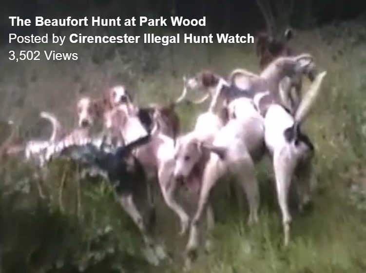 BeaufortFHEarlymorningCubhuntingMarkingtoground4-9-17.jpg BeaufortFHEarlymorningCubhuntingMarkingtoground4-9-17.jpg