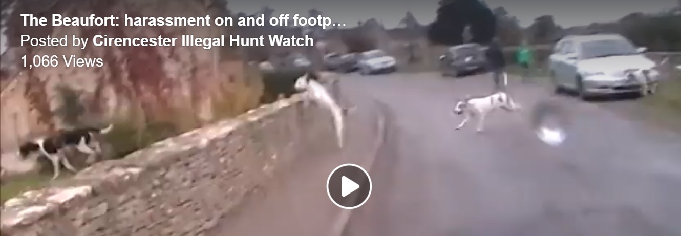 BeaufortFHHoundshuntingfoxinvillage27-10-18.jpg BeaufortFHHoundshuntingfoxinvillage27-10-18.jpg