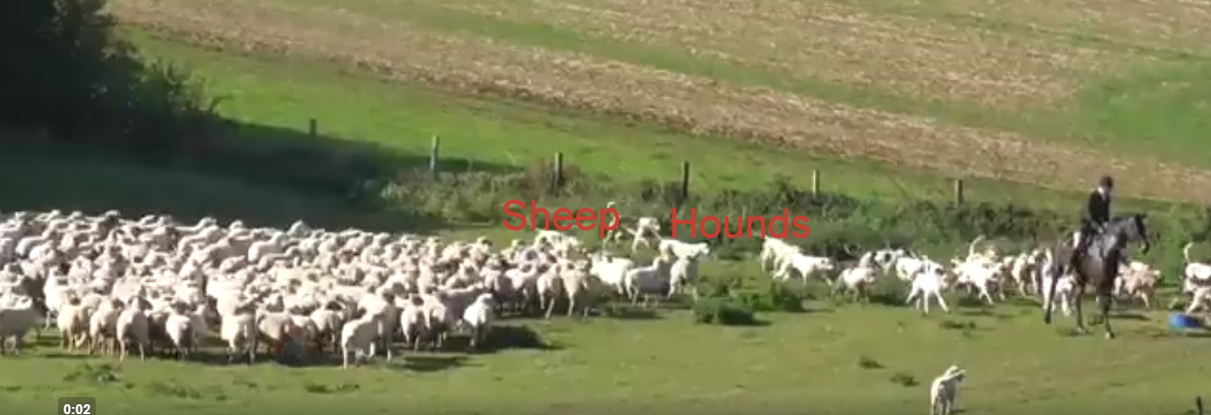 BeaufortFHHoundstakenthrusheepflock6-10-18.jpg BeaufortFHHoundstakenthrusheepflock6-10-18.jpg