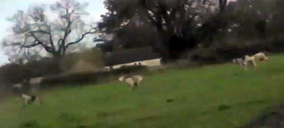 BeaufortFHhoundschasingfox3-11-12.jpg