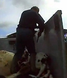 BeaufortFHworkershootssurplusbullcalftotaketofeedhounds.jpg BeaufortFHworkershootssurplusbullcalftotaketofeedhounds.jpg