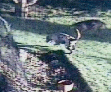 BlackmoreFHhoundsingardenofJulieHoundsellLeigh26-1-12.gif