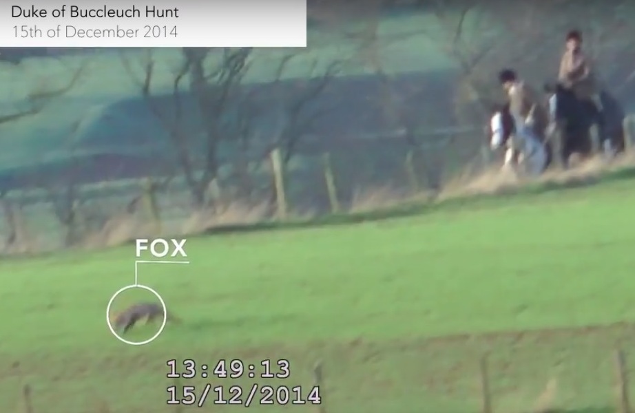 BuccleuchFHFoxbeinghunted15-12-14.jpg BuccleuchFHFoxbeinghunted15-12-14.jpg
