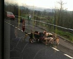 CarmarthenshirehoundskillfoxonA40.jpg