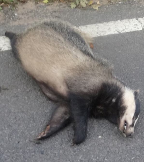 CheshireFHDeadbadger27-9-18.jpg CheshireFHDeadbadger27-9-18.jpg