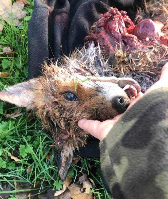 CheshireFHFoxkilled8-1-19.jpg