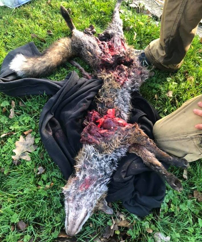 CheshireFHFoxkilledatDarnall8-1-19.jpg CheshireFHFoxkilledatDarnall8-1-19.jpg