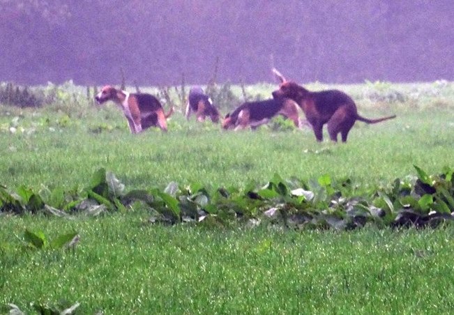 CheshireFHHoundscrappingonpasture26-9-17.jpg CheshireFHHoundscrappingonpasture26-9-17.jpg