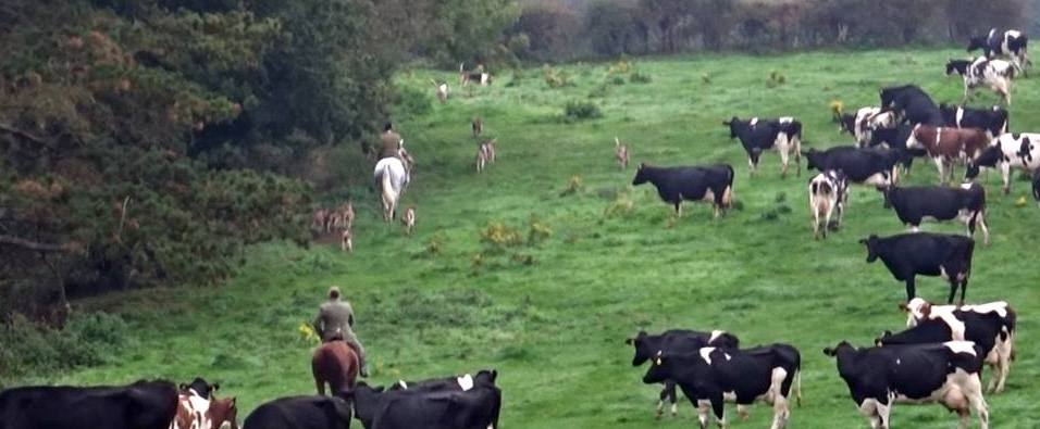 CheshireFHHuntingthrucattlefieldonbTbfarm20-10-18.jpg CheshireFHHuntingthrucattlefieldonbTbfarm20-10-18.jpg