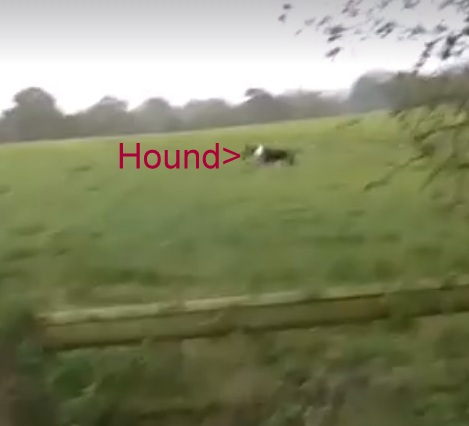 CheshireFHLeadhoundchasingfox21-10-17.jpg CheshireFHLeadhoundchasingfox21-10-17.jpg