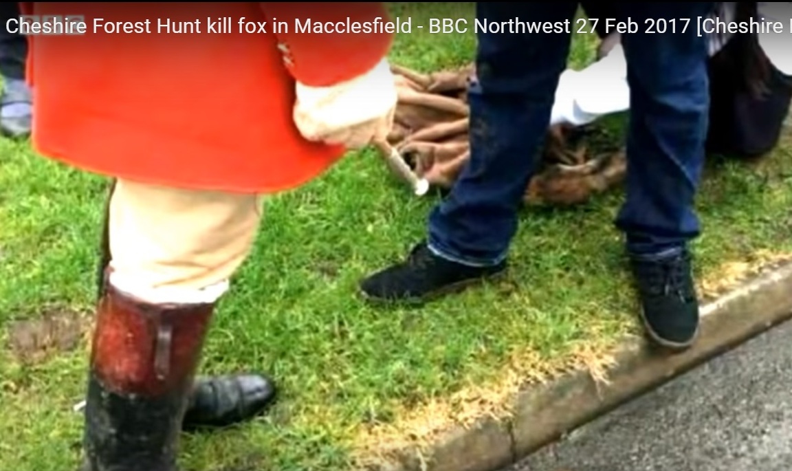 CheshireForestFHHunterstrytohidefoxcorpse25-2-17.jpg CheshireForestFHHunterstrytohidefoxcorpse25-2-17.jpg