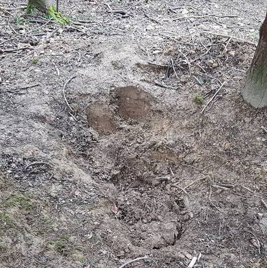 CotswoldFHFreshlyblockedsett23-3-18.jpg CotswoldFHFreshlyblockedsett23-3-18.jpg