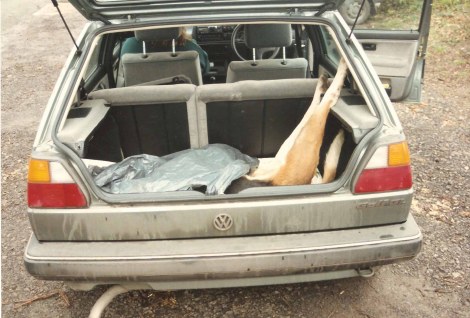 DeadhoundinbackofBarlowFHhunterscar.jpg DeadhoundinbackofBarlowFHhunterscar.jpg