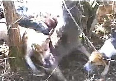 Deersavagedbyhoundspre-ban.JPG