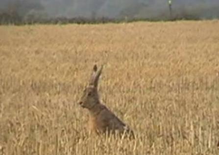 DunstonHarriersHarethatgotaway13-9-17.jpg DunstonHarriersHarethatgotaway13-9-17.jpg