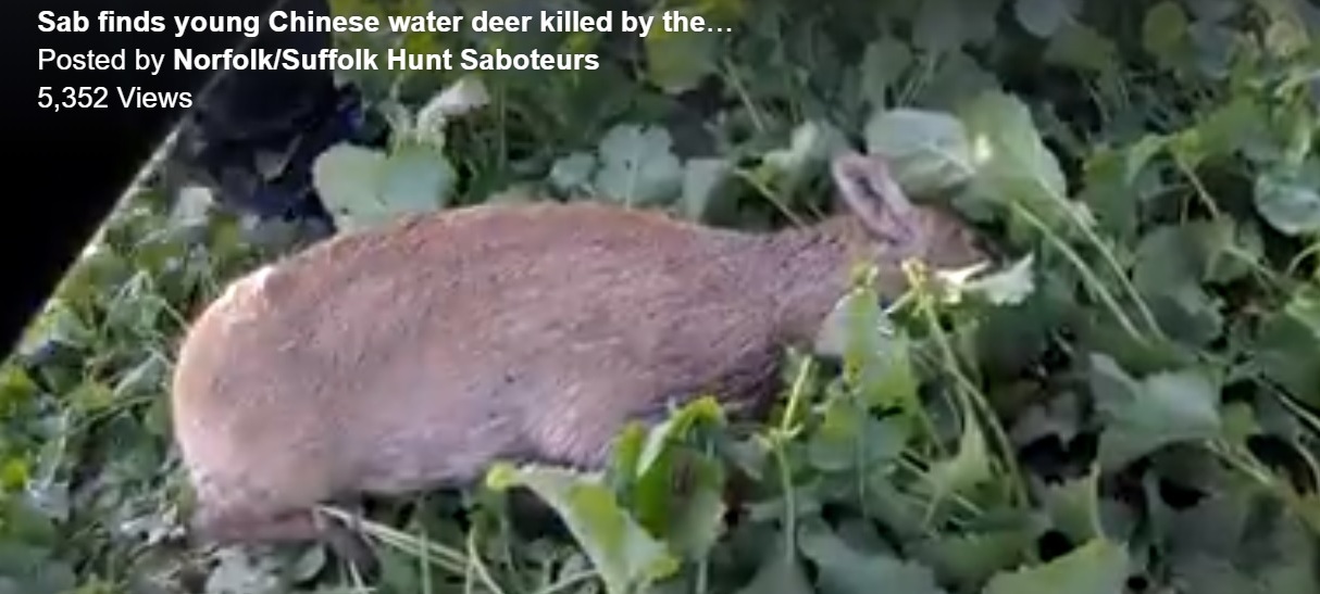 EastonHarriersDyingdeerfoundbysabs20-10-18.jpg EastonHarriersDyingdeerfoundbysabs20-10-18.jpg