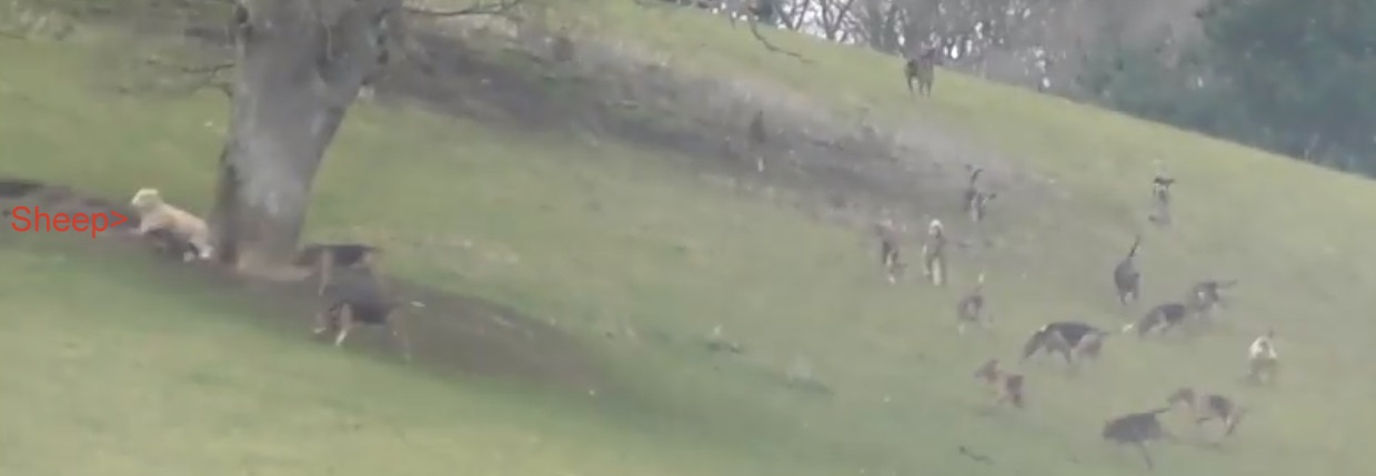 EggesfordFHLonesheepchasedbyhounds17-3-18.jpg EggesfordFHLonesheepchasedbyhounds17-3-18.jpg