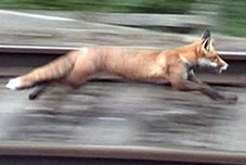 FOXONRAILWAYLEGSOUT.jpg