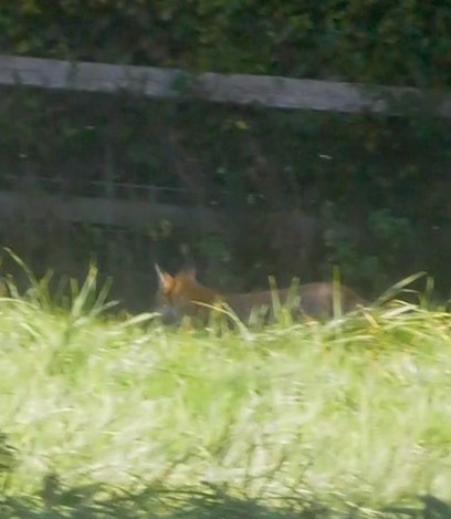 FernieFHFox21-9-19.jpg FernieFHFox21-9-19.jpg