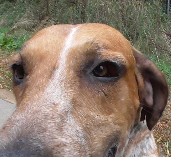 FernieFHHoundwithswolleneye8-9-18.jpg FernieFHHoundwithswolleneye8-9-18.jpg