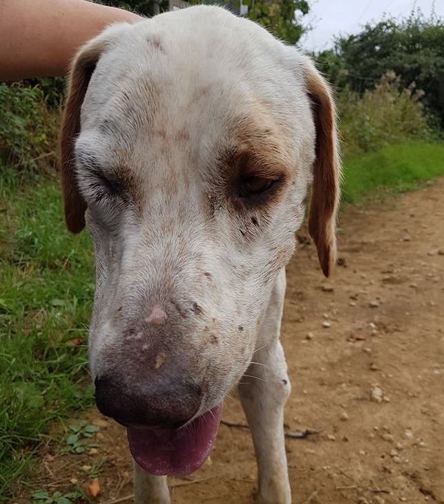 FernieFHOneofhoundsinpoorcondition8-9-18.jpg FernieFHOneofhoundsinpoorcondition8-9-18.jpg