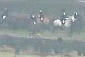FernieFHboltedfoxcropped27-1-10.jpg