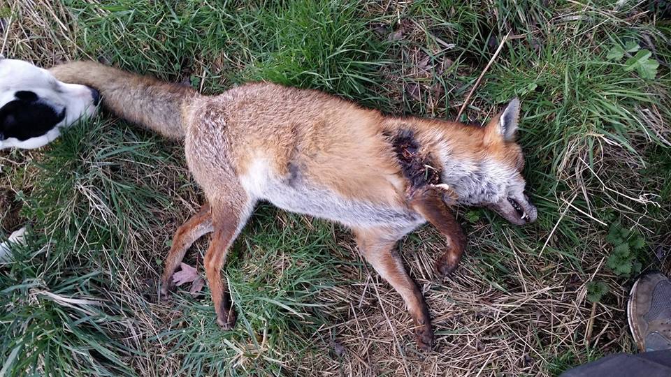 FitzwilliamFHFoxbelievedshotafterdigout8-3-17.jpg FitzwilliamFHFoxbelievedshotafterdigout8-3-17.jpg