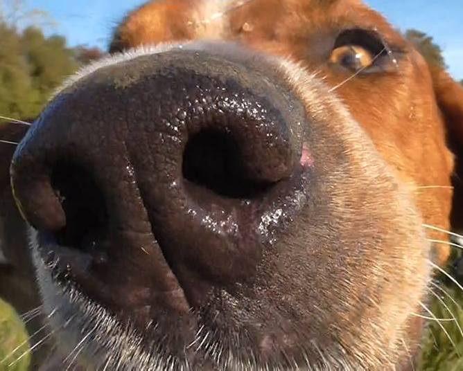 FitzwilliamFHhound29-9-18.jpg FitzwilliamFHhound29-9-18.jpg