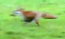 FoxchasedbyBeaufortFHhounds3-11-12.JPG