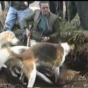Foxdug-outthrowntohoundsbyterriermanpre-ban.JPG