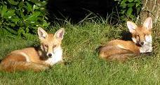 FoxjuvenilesreleasedfromLittleFoxesSanctuary.jpg