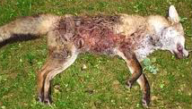 FoxkilledbyAxeValeHarriers26-12-11.jpg