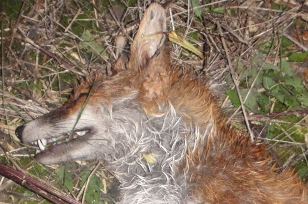 FoxkilledbyHuntinKent5-10-11.jpg