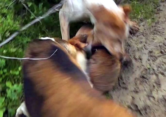 FoxrescuedfromOldBerksbeingattackedbyhounds14-11-12.JPG