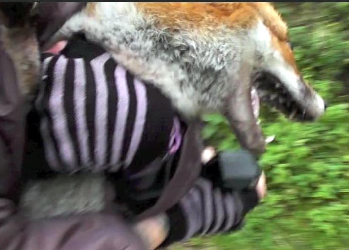 FoxrescuedfromOldBerkshoundsbeingcarriedtosafety14-11-12.JPG