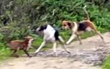 FoxrescuedfromOldBerksmenacedbyhounds14-11-12.JPG