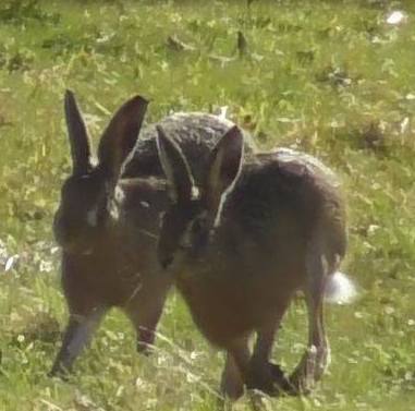 HampshireFHHaresfleeing17-2-18.jpg HampshireFHHaresfleeing17-2-18.jpg