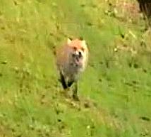 HeythropfoxfleeingforlifeatBourton-on-Water.JPG